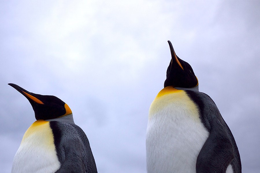 Off the Fence Joins Forces with John Downer Productions and One Tribe TV on Natural History Slate